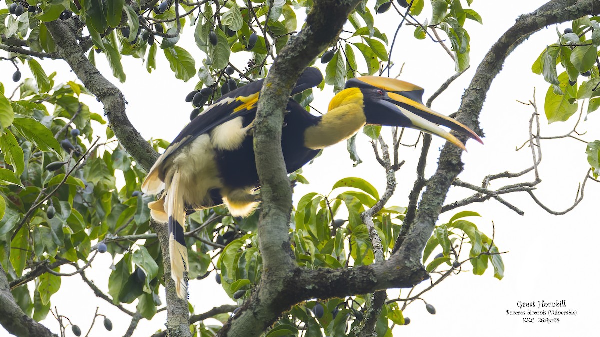 Great Hornbill - Kenneth Cheong