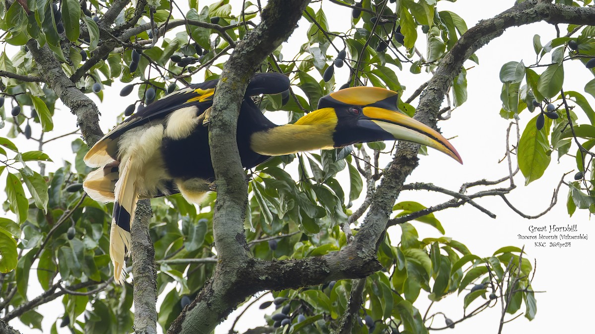 Great Hornbill - Kenneth Cheong