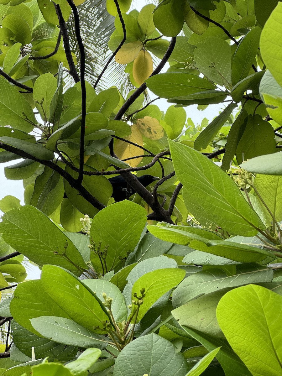 Asian Koel - Nicholas Sephton-Ward