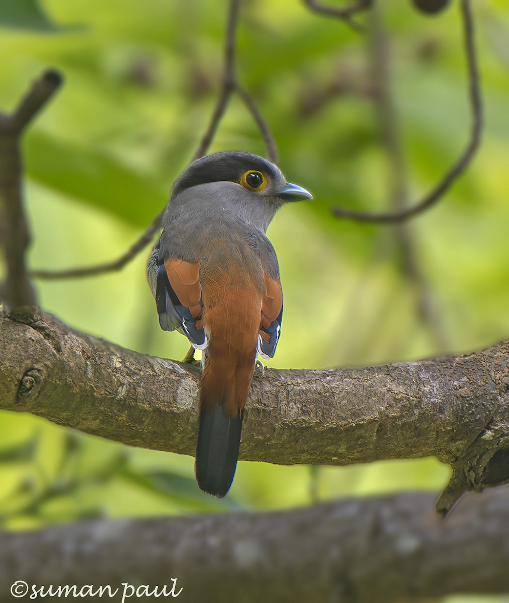 Gray-lored Broadbill - ML619558003