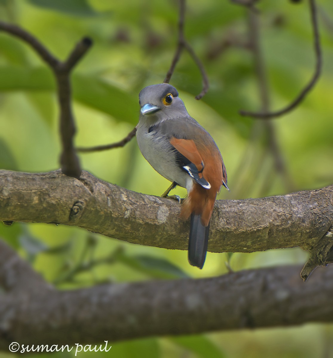 Gray-lored Broadbill - ML619558004