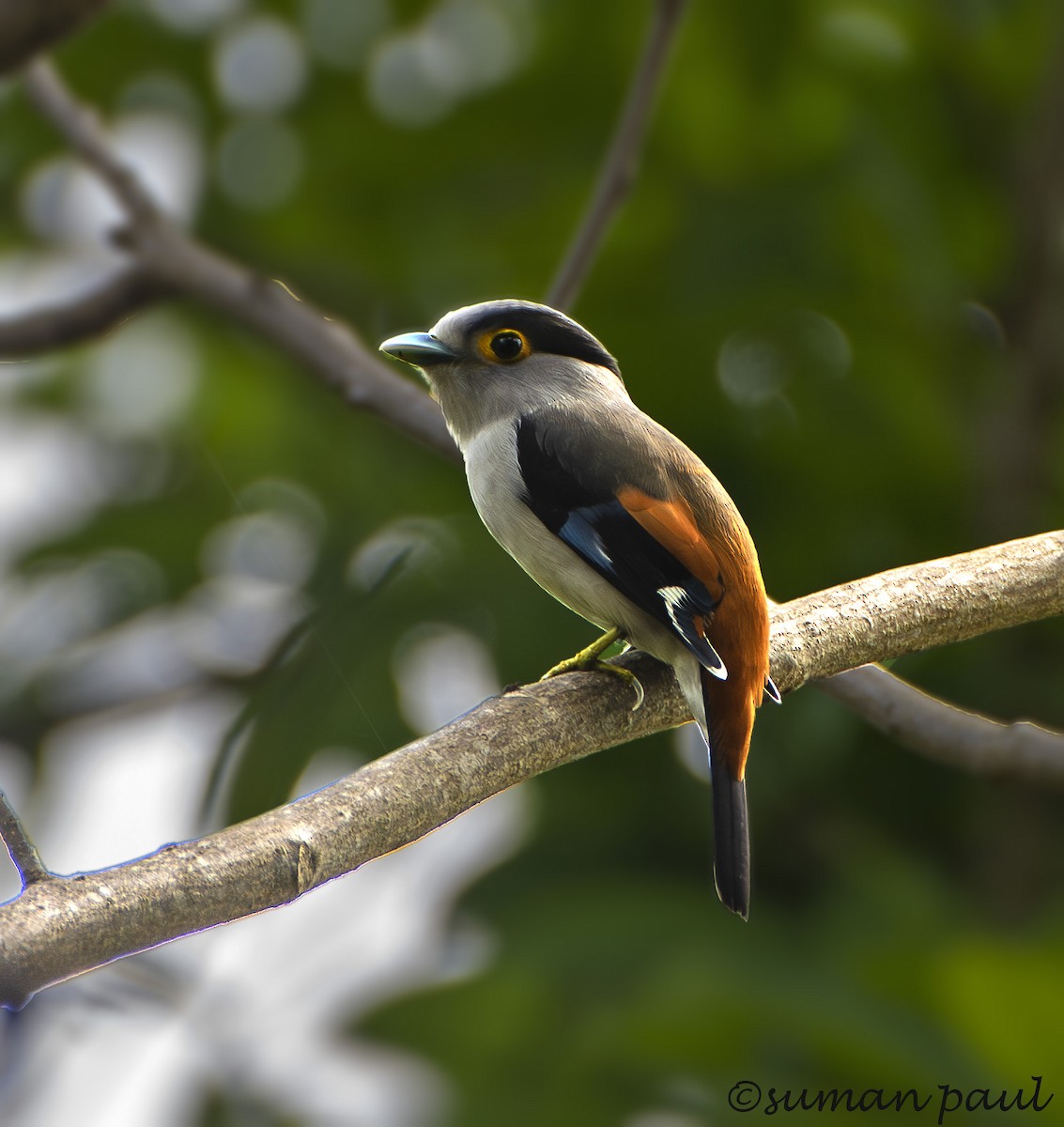 Gray-lored Broadbill - ML619558005