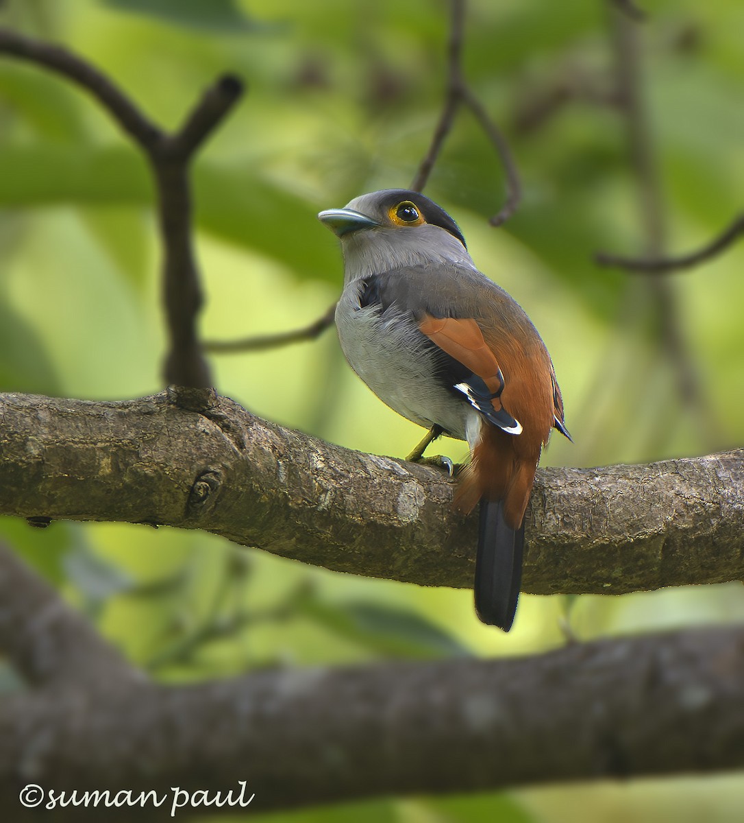 Gray-lored Broadbill - ML619558006