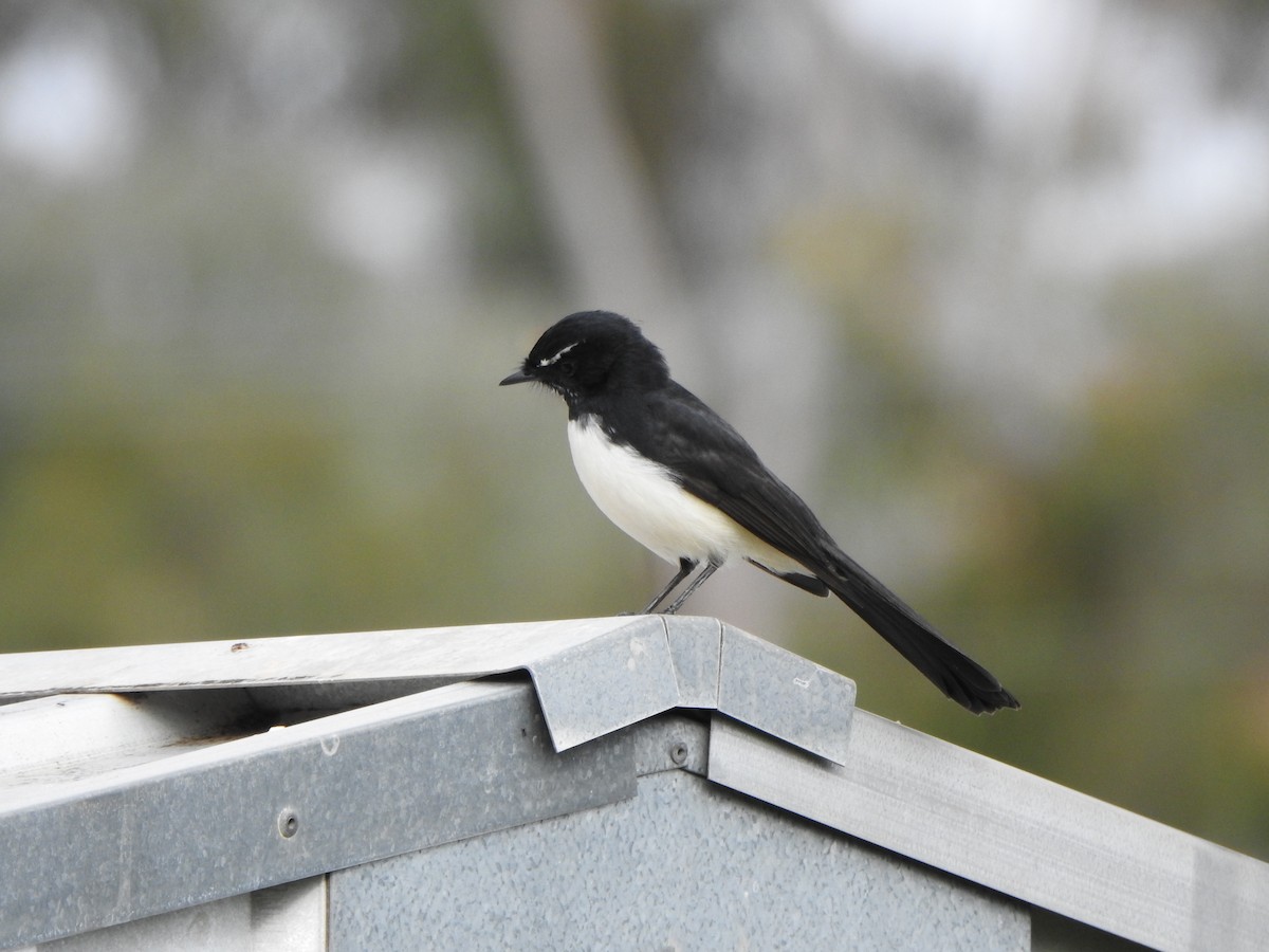 Willie-wagtail - DS Ridley