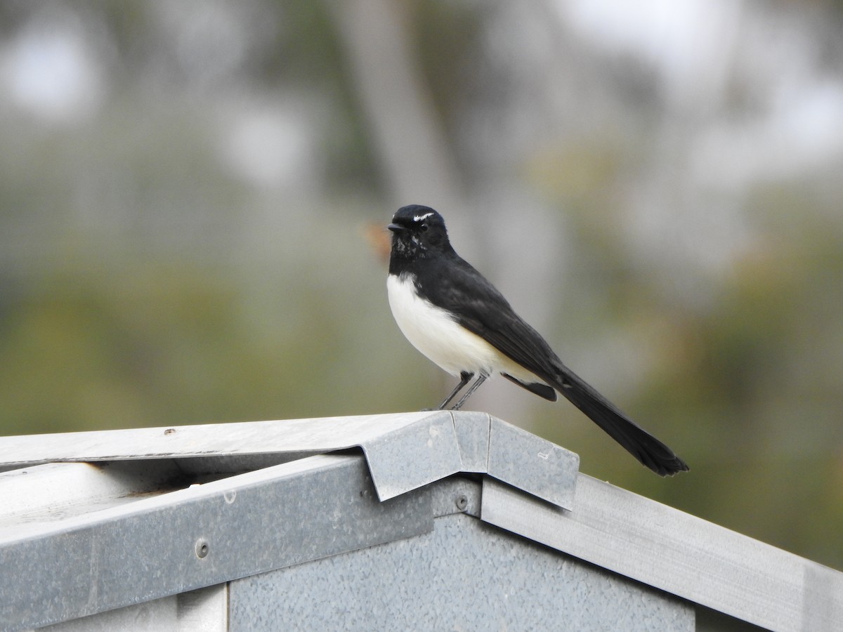 Willie-wagtail - DS Ridley