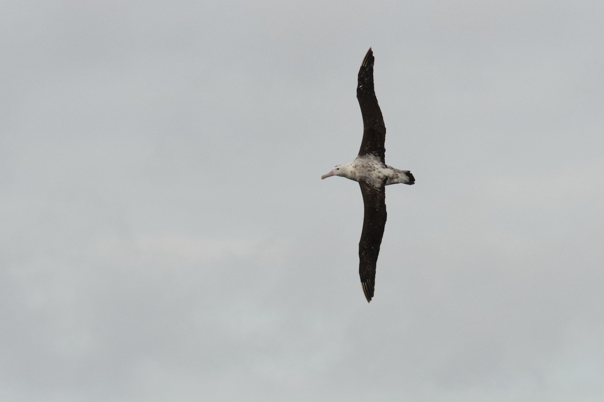 Antipodean Albatross (Gibson's) - Emily Jenkins