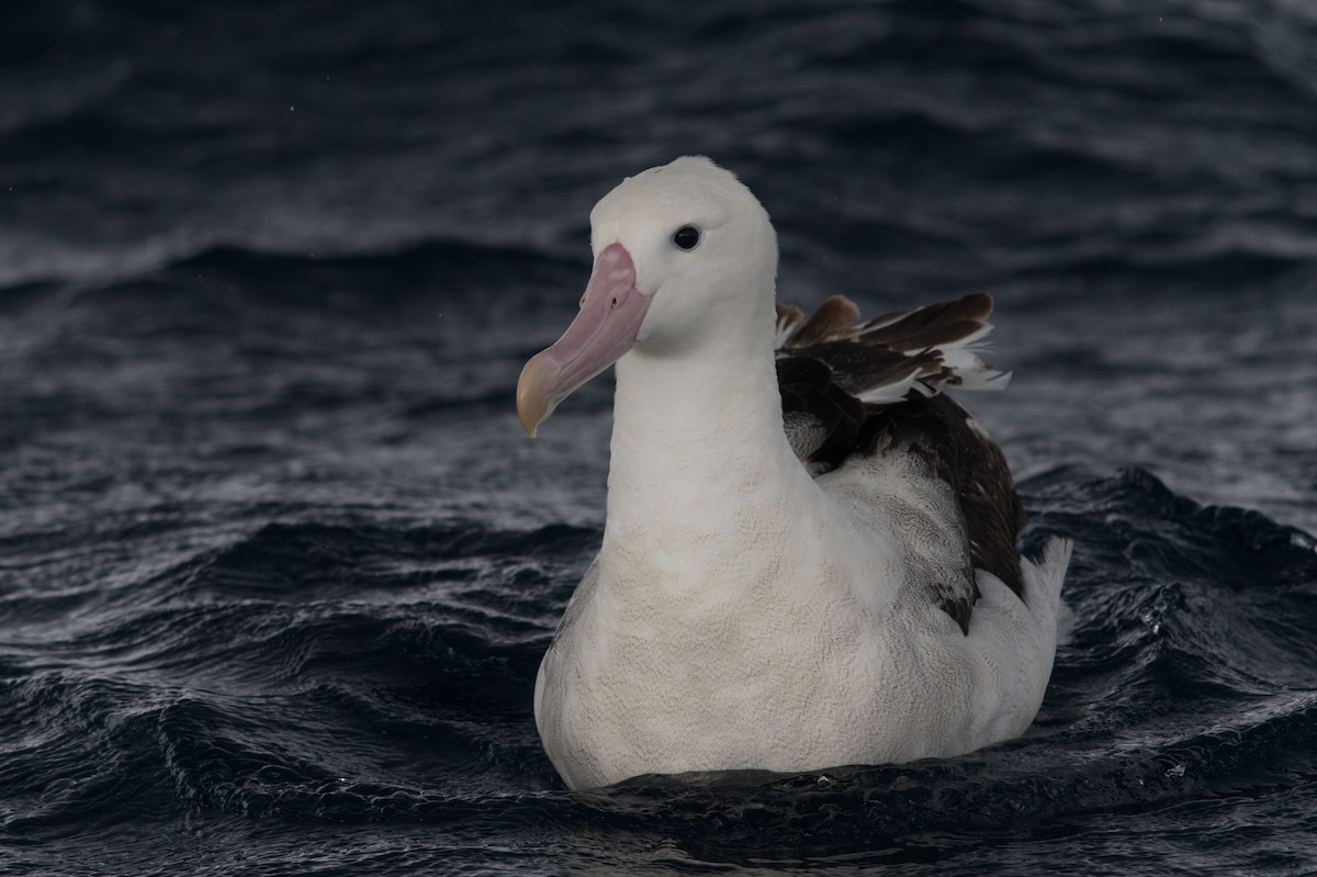 Antipodean Albatross (Gibson's) - Emily Jenkins