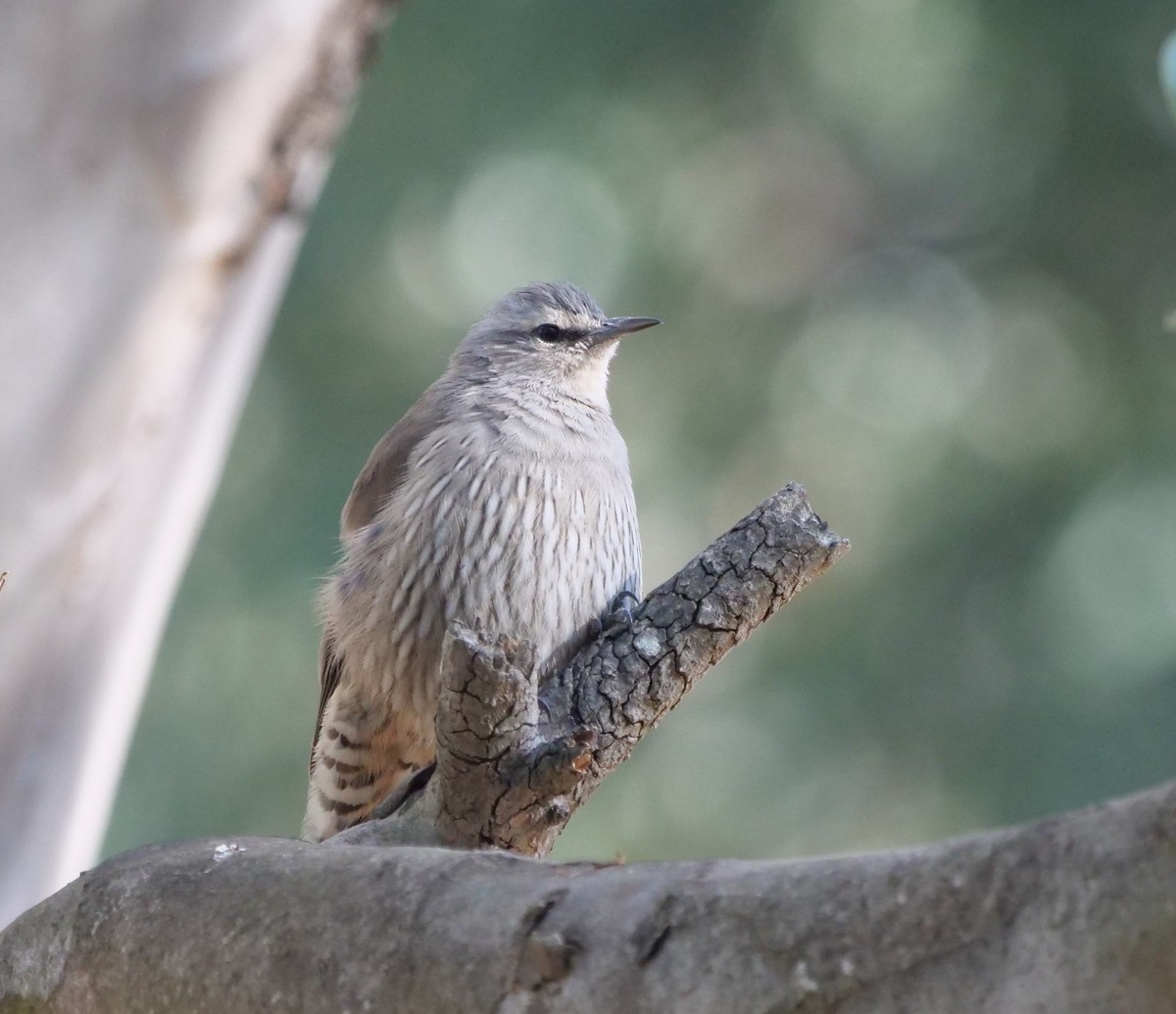 Brown Treecreeper - ML619558020