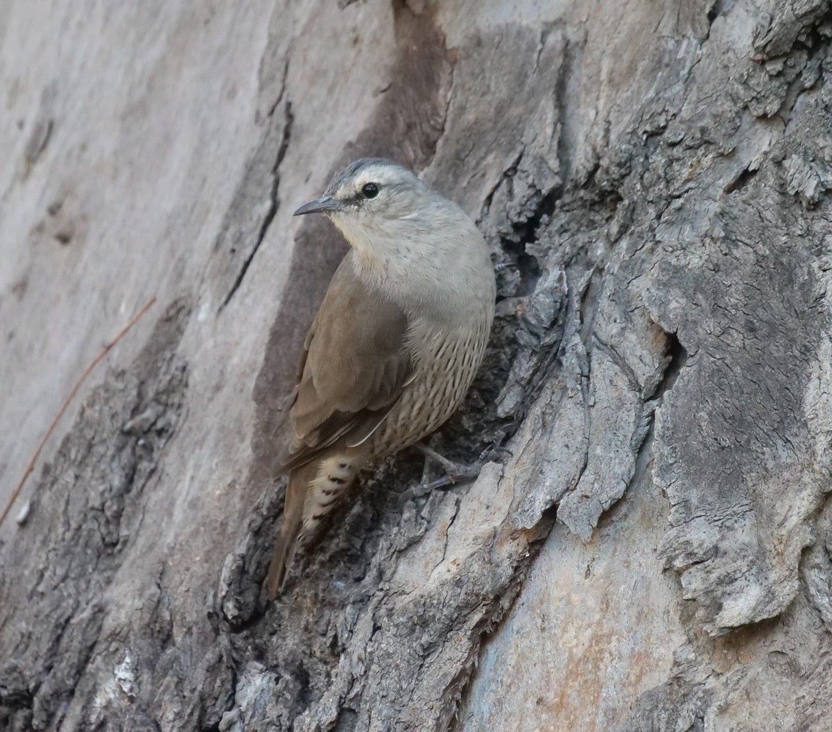 Brown Treecreeper - Ian Gibson