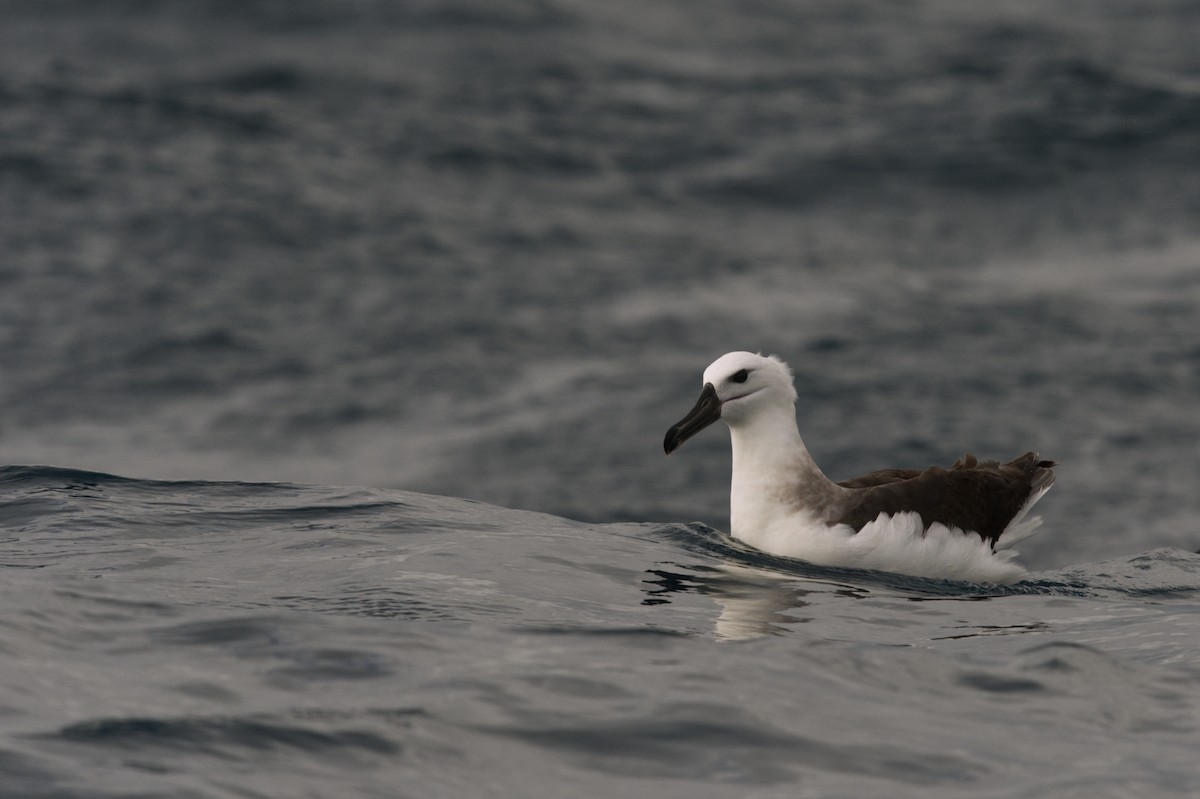 Black-browed Albatross (Black-browed) - Emily Jenkins