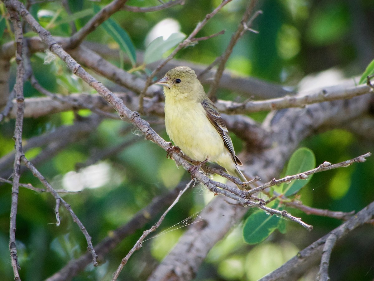 Lesser Goldfinch - Richard Bradus