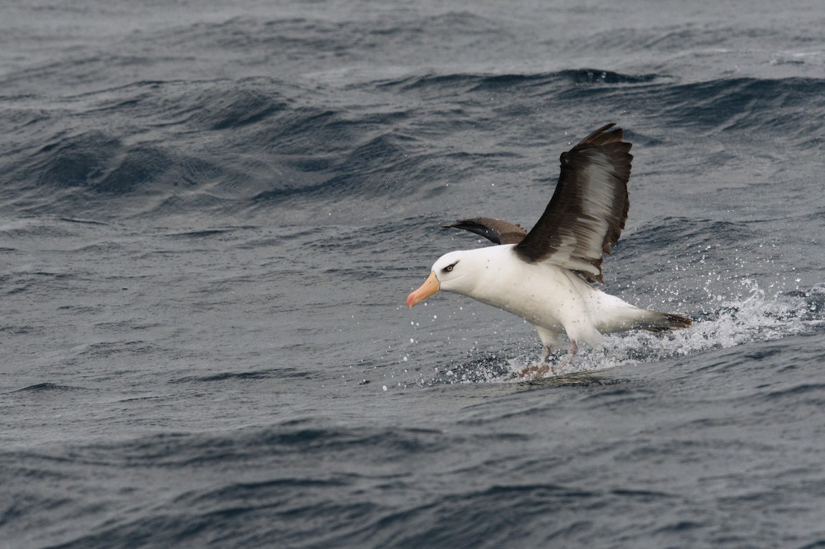 Black-browed Albatross (Campbell) - Emily Jenkins