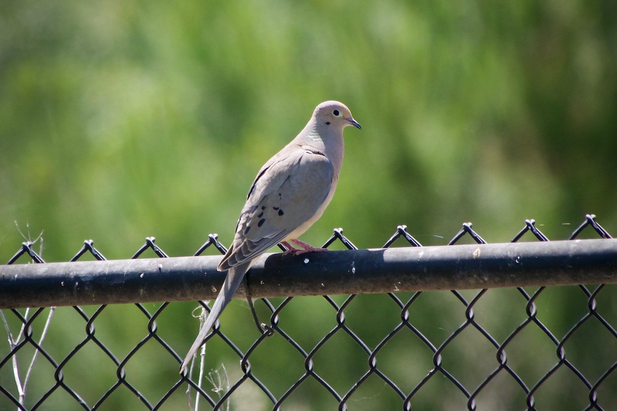 Mourning Dove - Richard Bradus