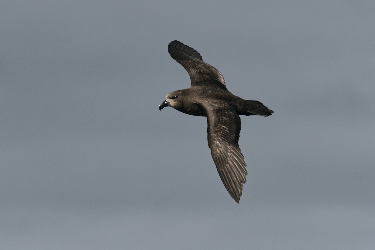 Gray-faced Petrel - Emily Jenkins