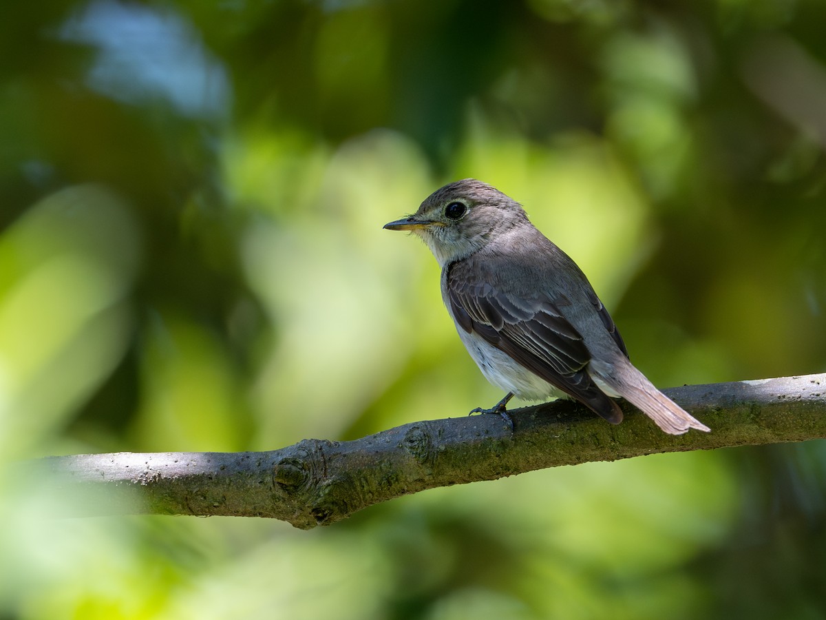 Asian Brown Flycatcher - Takashi Miki