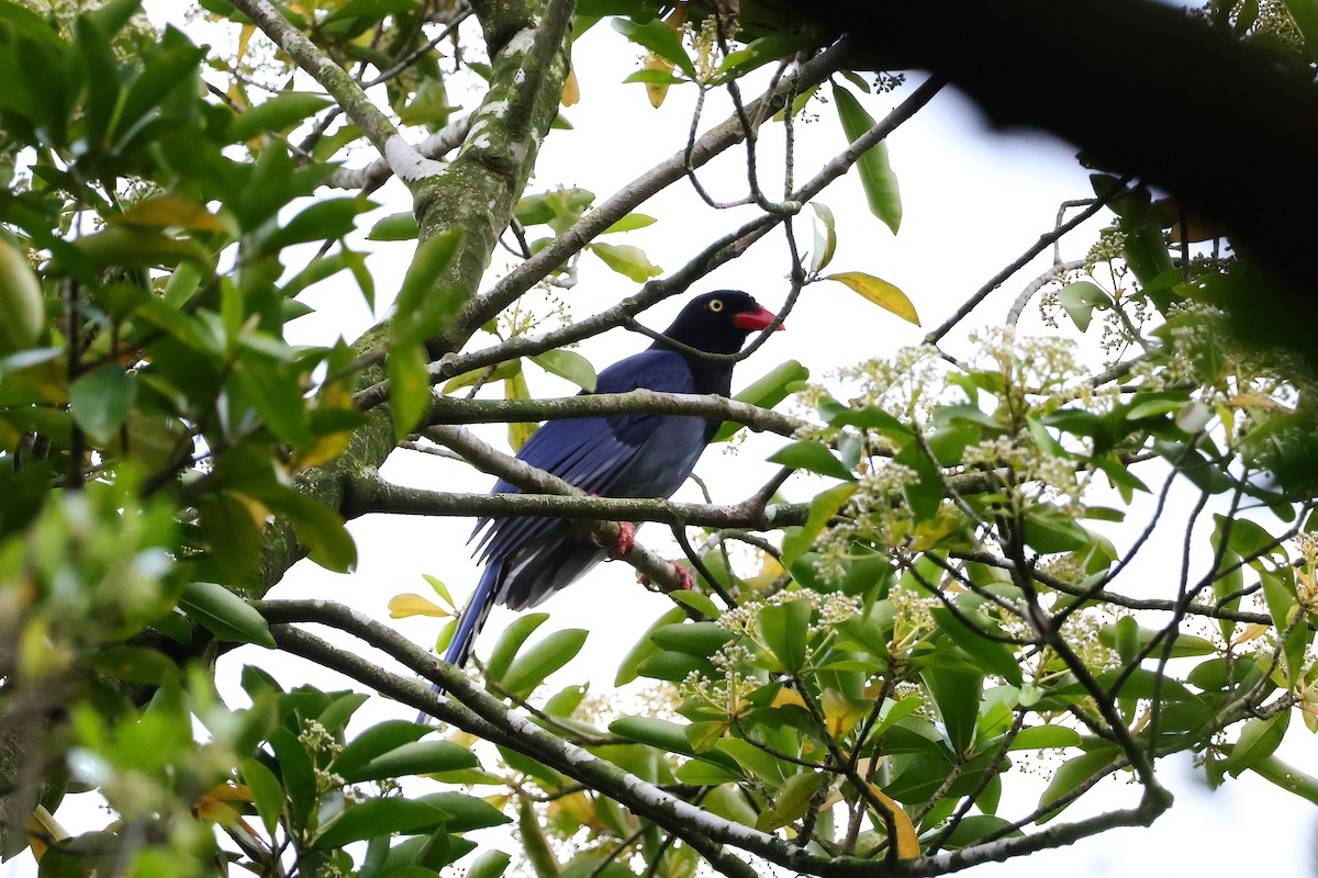 Taiwan Blue-Magpie - ML619558051