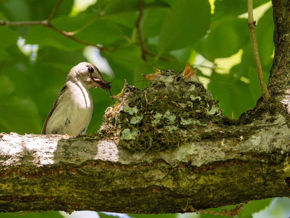 Asian Brown Flycatcher - Takashi Miki