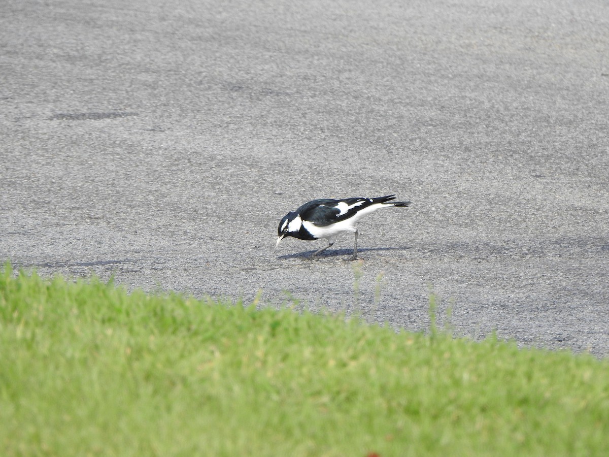 Magpie-lark - DS Ridley