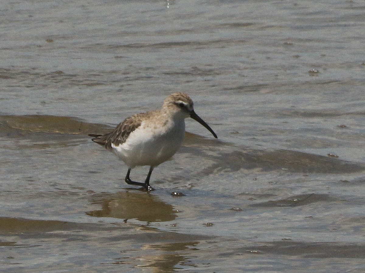 Curlew Sandpiper - David  Mules