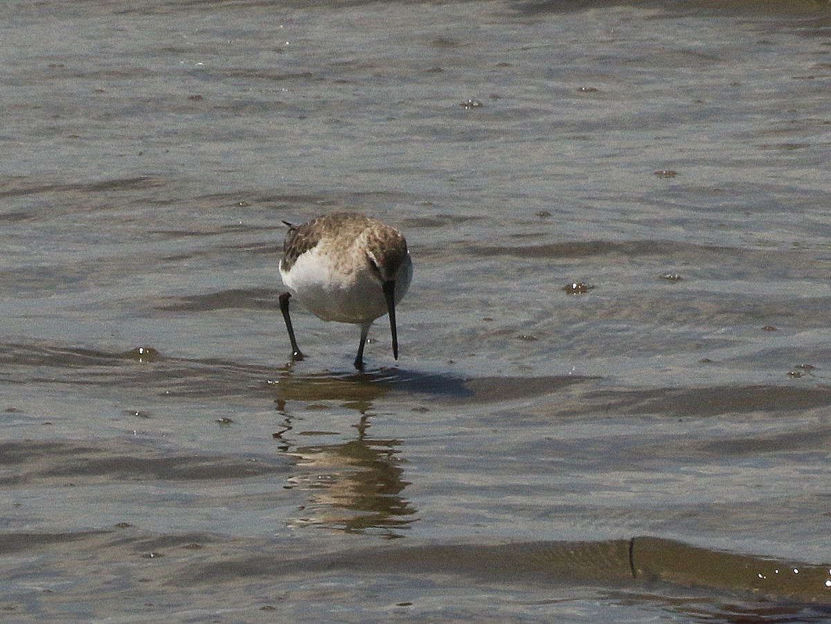 Curlew Sandpiper - David  Mules