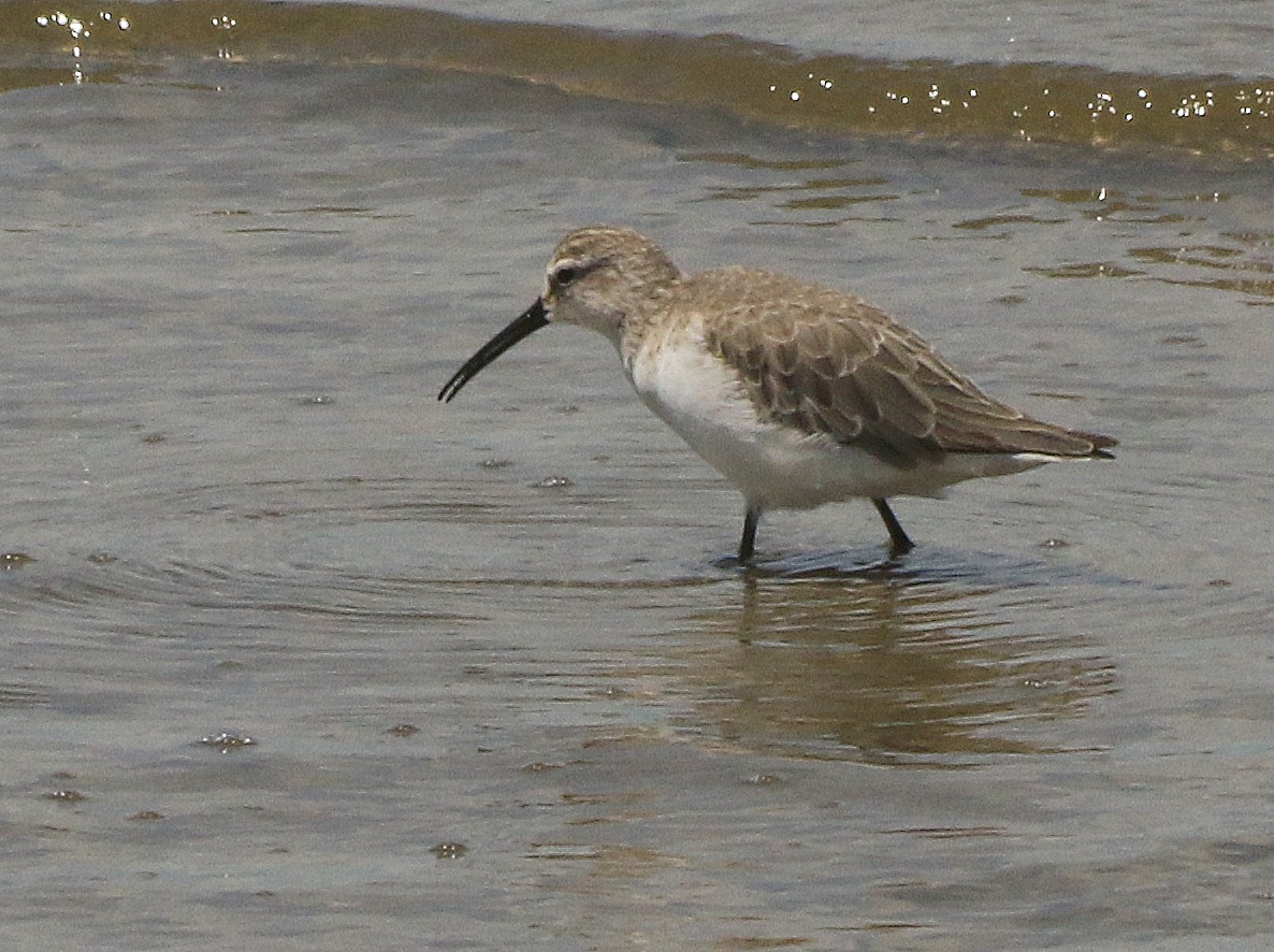 Curlew Sandpiper - David  Mules