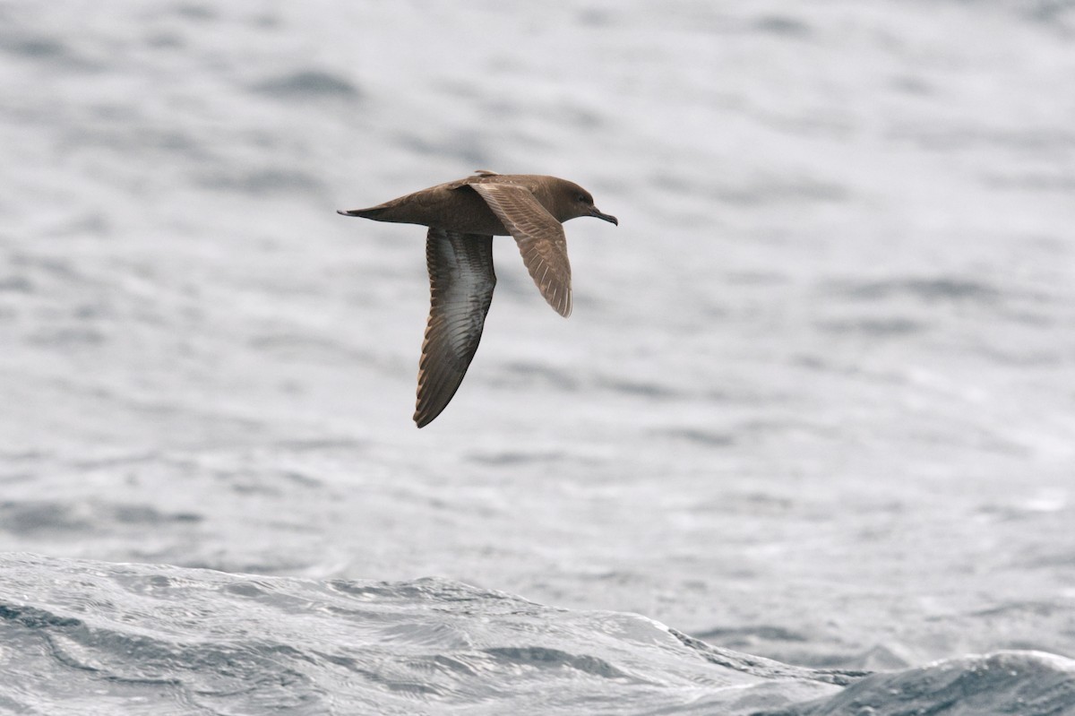 Sooty Shearwater - Emily Jenkins