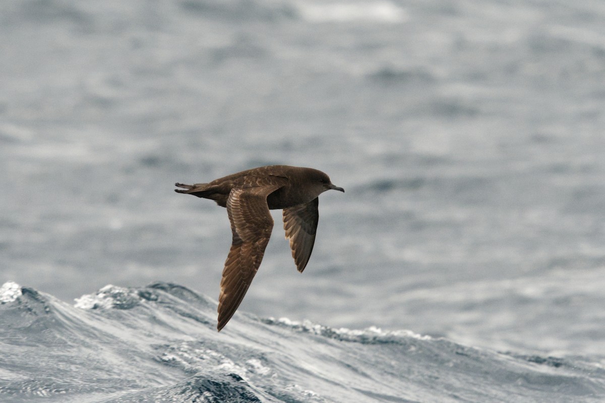 Short-tailed Shearwater - Emily Jenkins