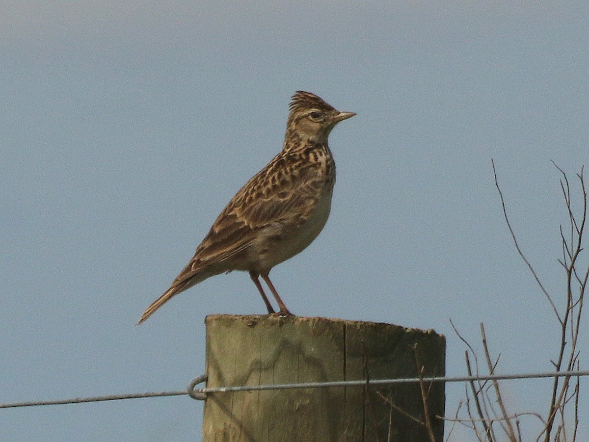 Eurasian Skylark - David  Mules