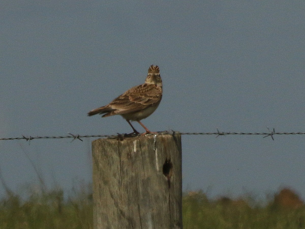 Eurasian Skylark - David  Mules