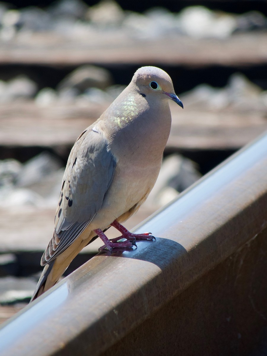 Mourning Dove - Richard Bradus