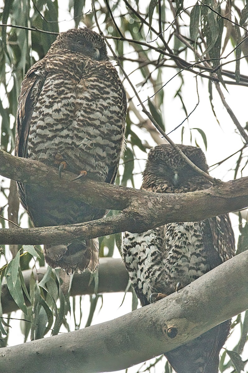 Powerful Owl - ML619558095