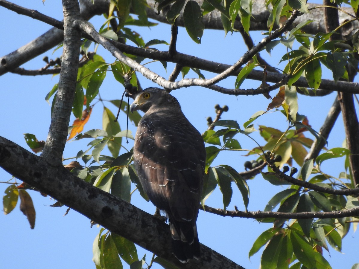 Crested Serpent-Eagle - Selvaganesh K