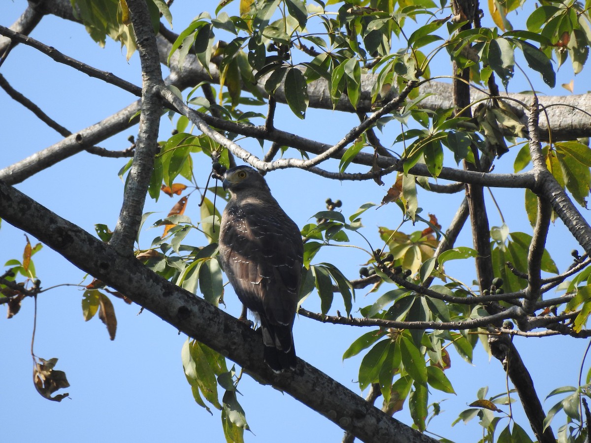 Crested Serpent-Eagle - Selvaganesh K