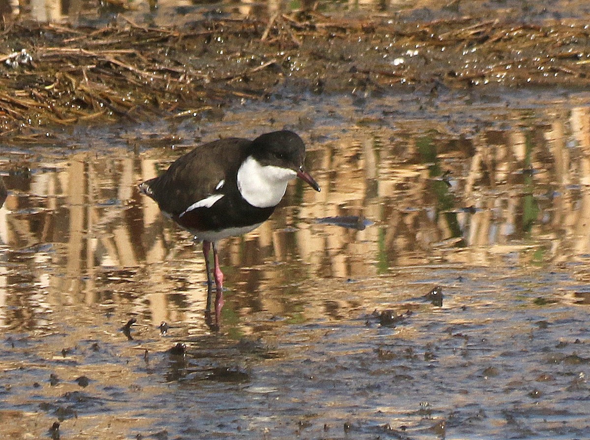 Red-kneed Dotterel - David  Mules