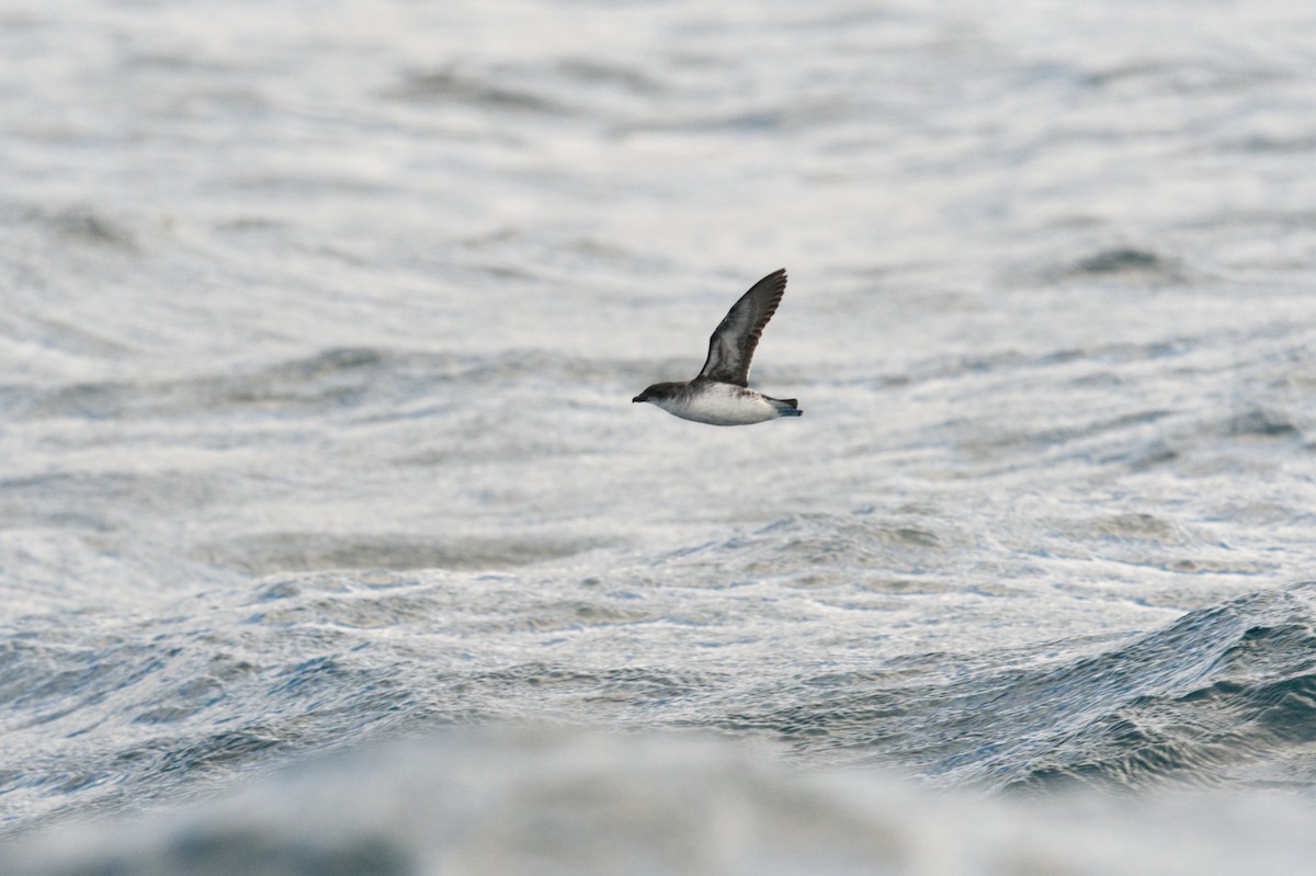 Common Diving-Petrel - Emily Jenkins