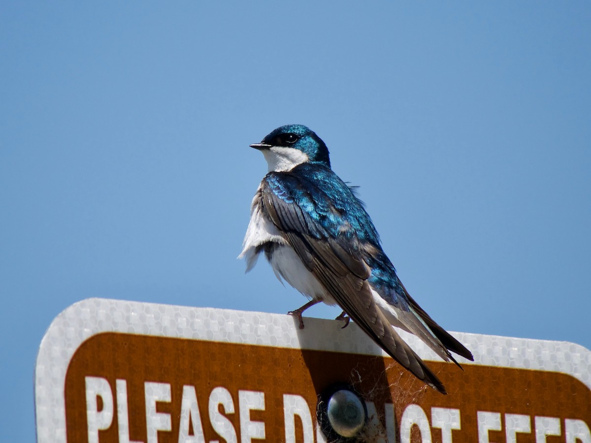 Tree Swallow - Richard Bradus