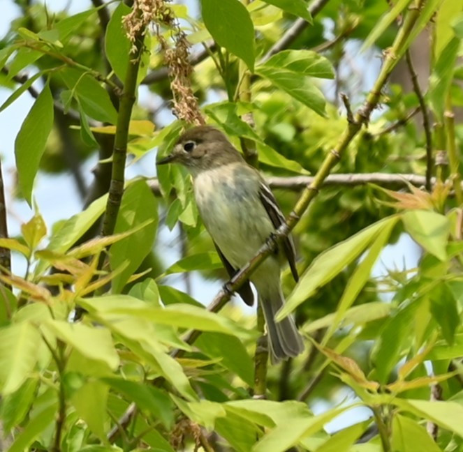 Olive-sided Flycatcher - Nicolle and H-Boon Lee