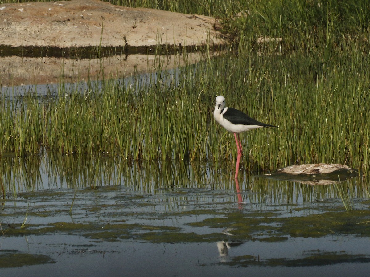 Pied Stilt - David  Mules