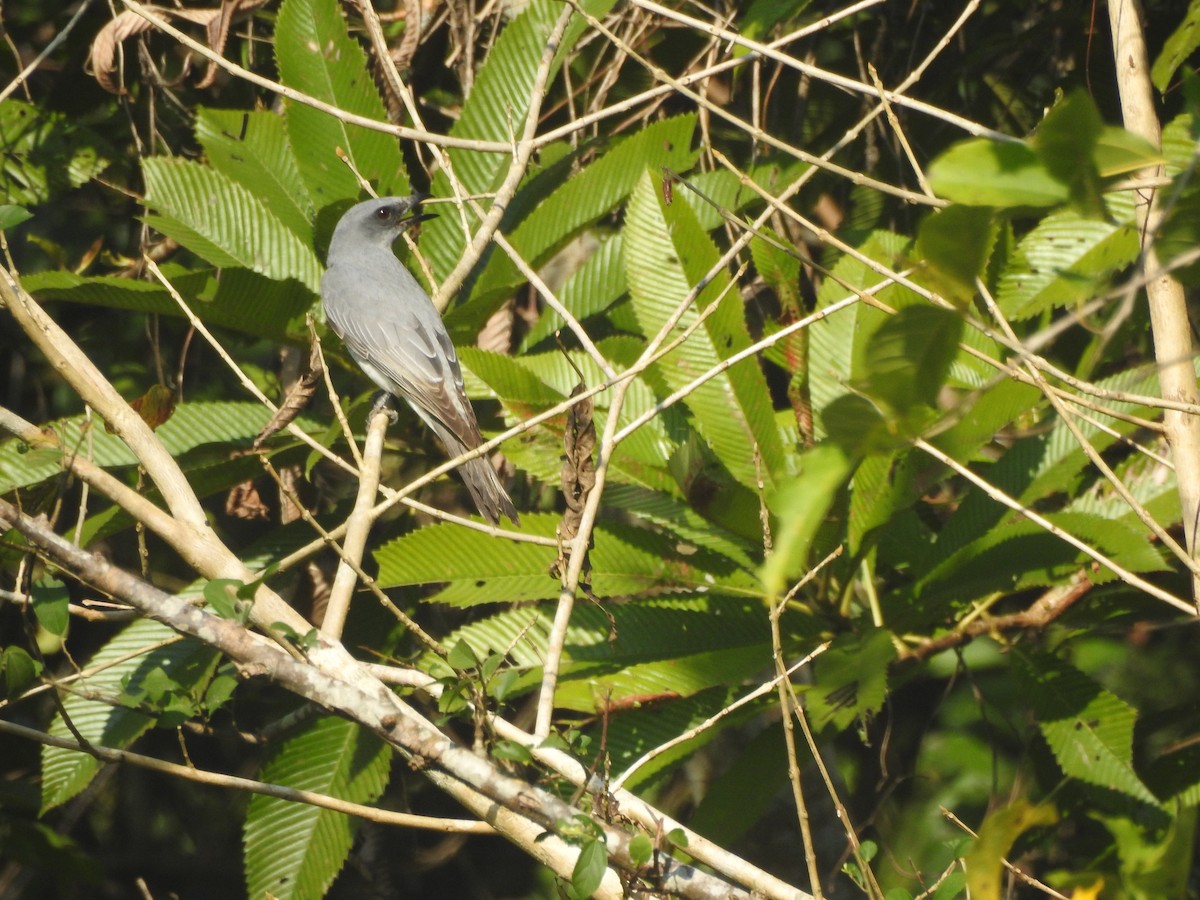 Large Cuckooshrike - Selvaganesh K