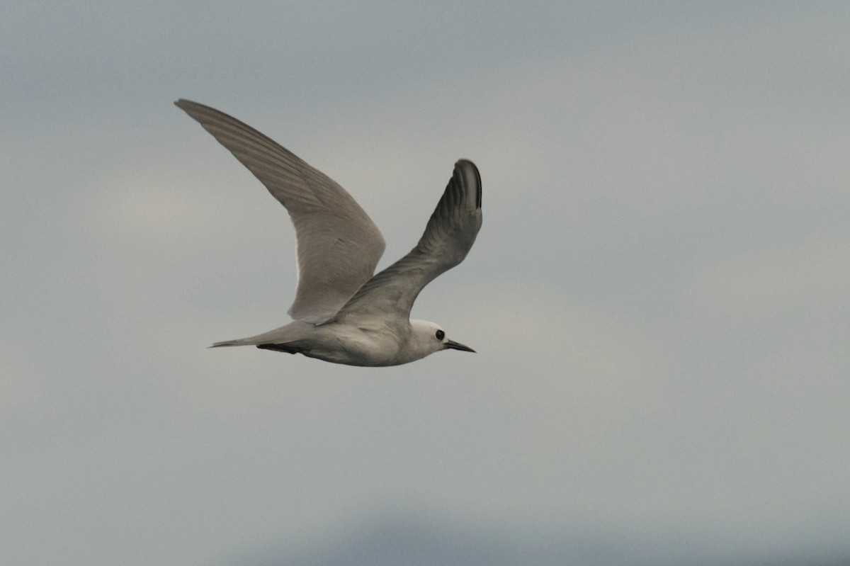 Gray Noddy - Emily Jenkins