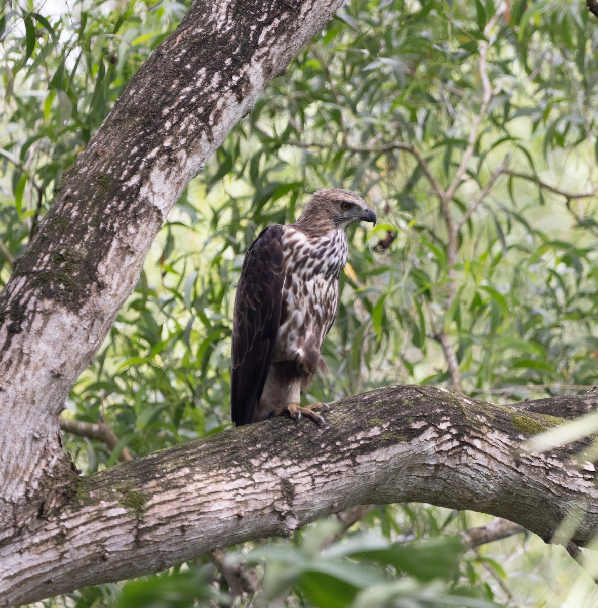 Changeable Hawk-Eagle - Matthew Teng