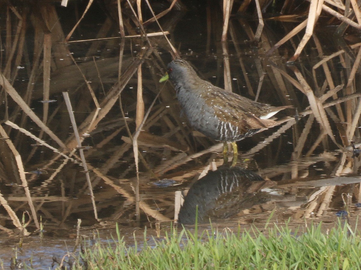 Australian Crake - ML619558120