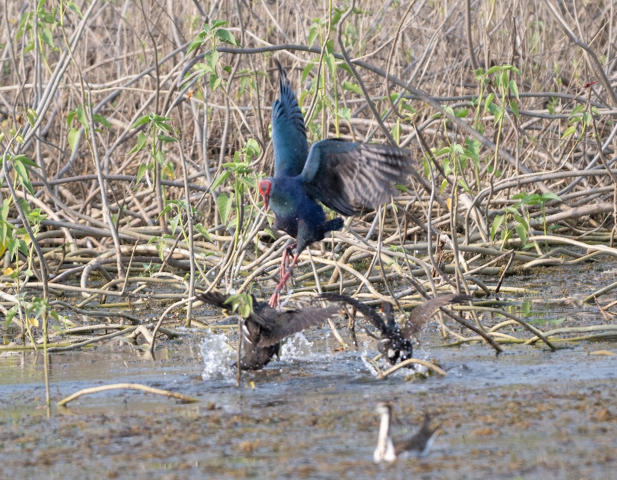 Gray-headed Swamphen - Anurag Mishra