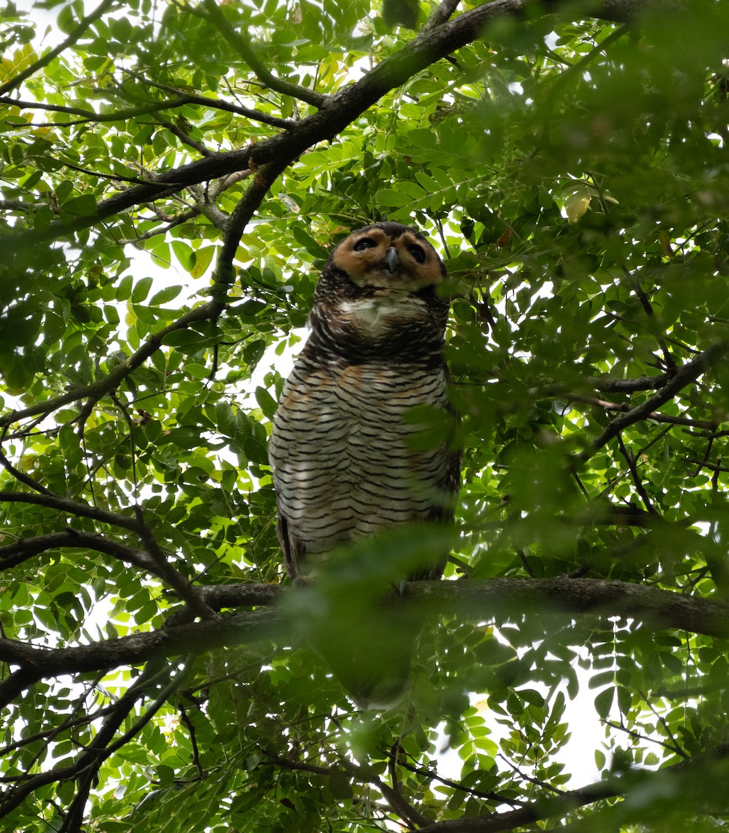 Spotted Wood-Owl - Matthew Teng
