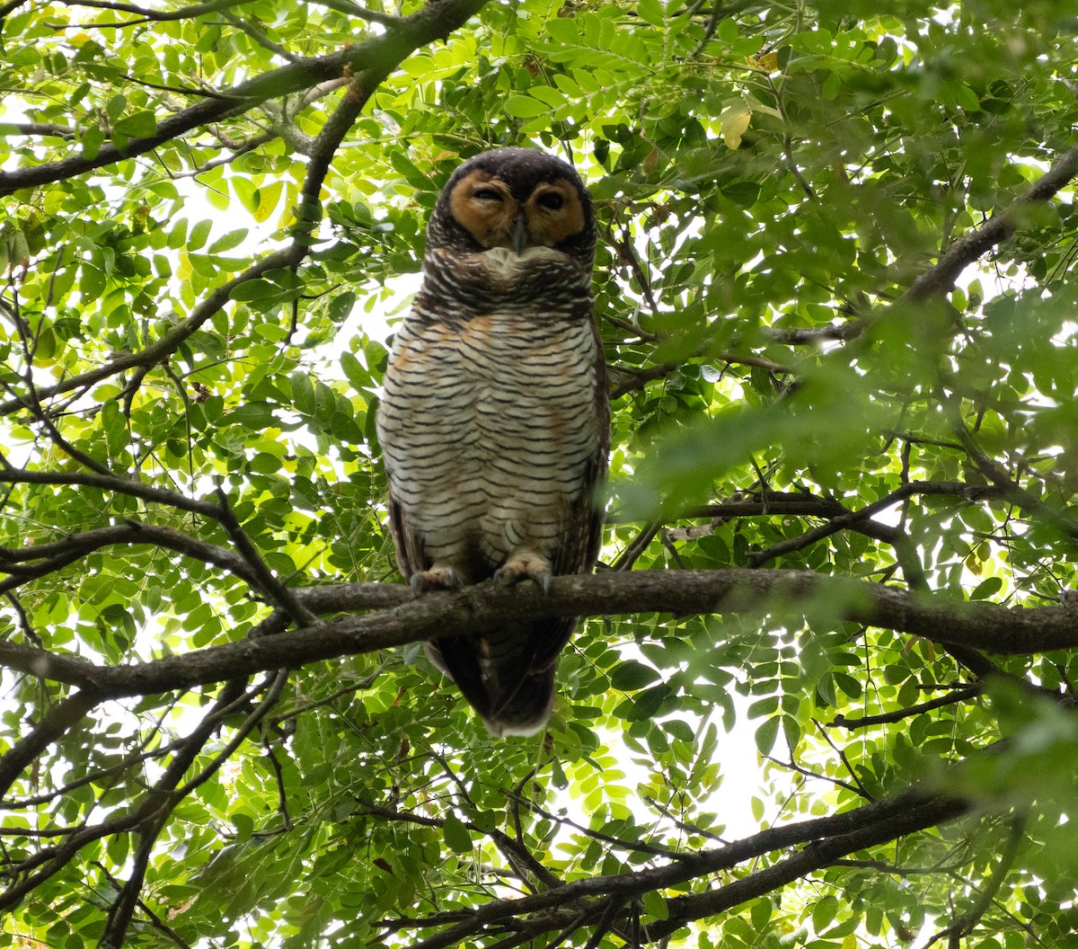 Spotted Wood-Owl - Matthew Teng
