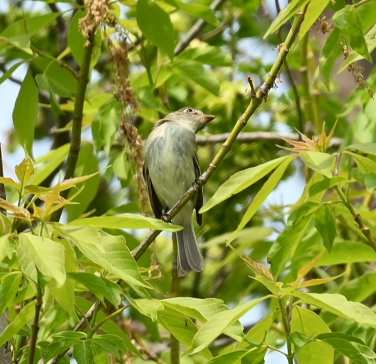 Olive-sided Flycatcher - Nicolle and H-Boon Lee