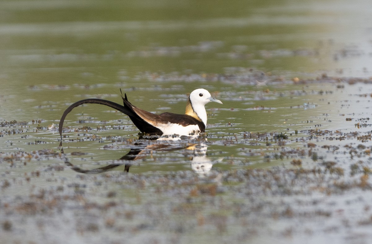 Pheasant-tailed Jacana - Anurag Mishra