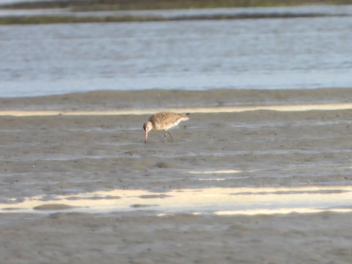 Hudsonian Godwit - Patrick Reed