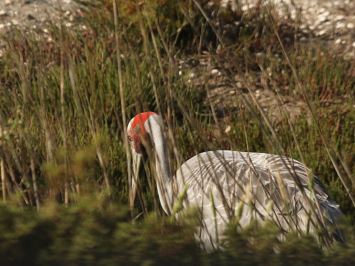 Brolga - David  Mules