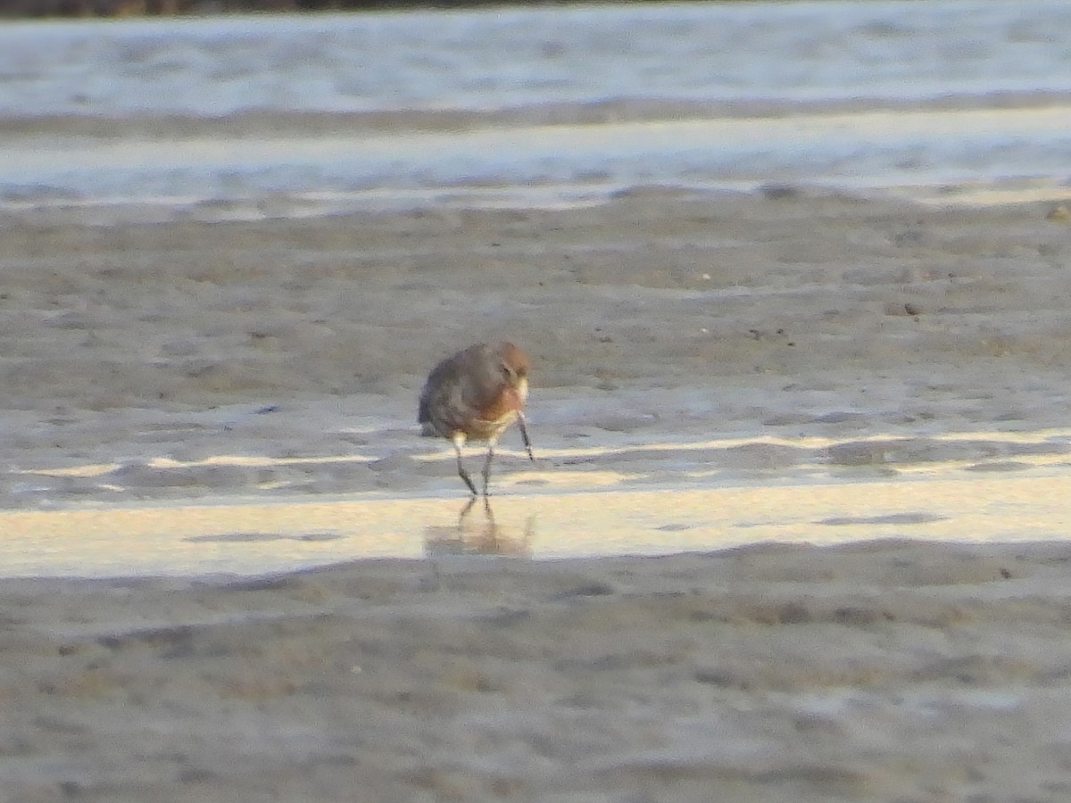 Hudsonian Godwit - Patrick Reed